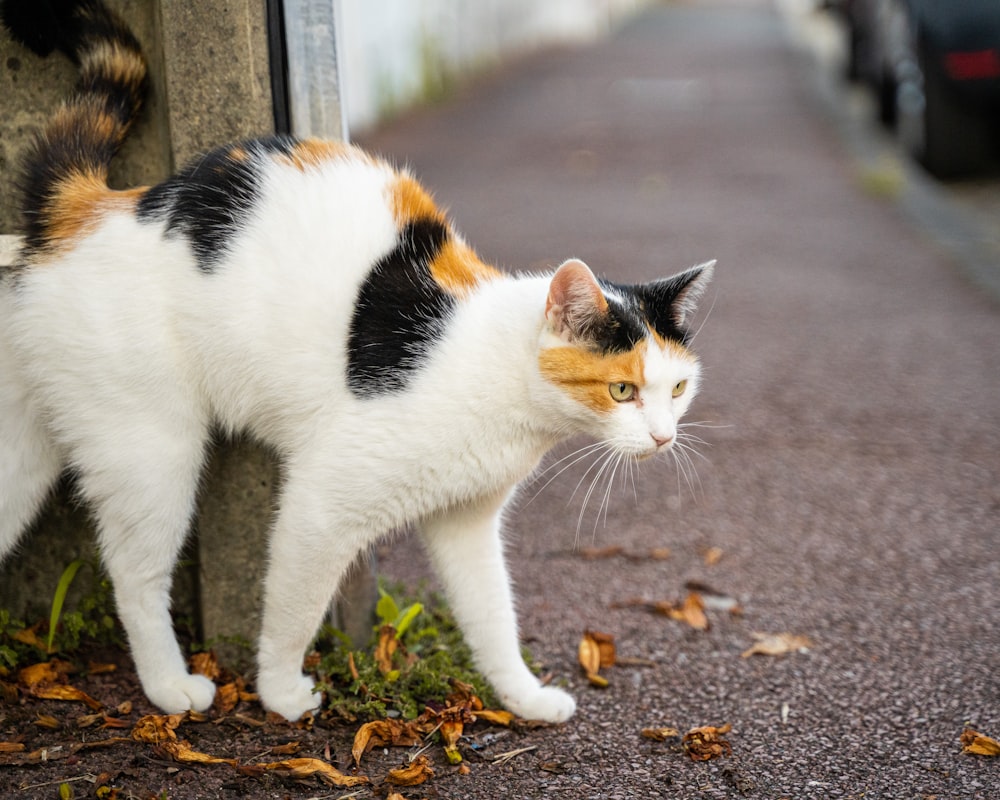 white and brown cat on gray concrete road
