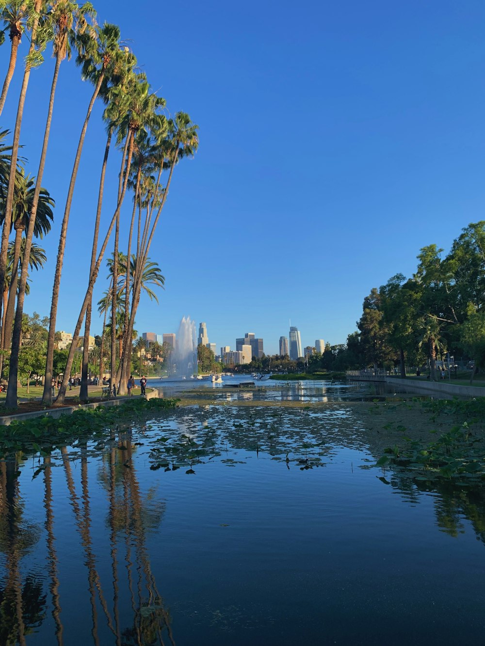 green palm trees near body of water during daytime