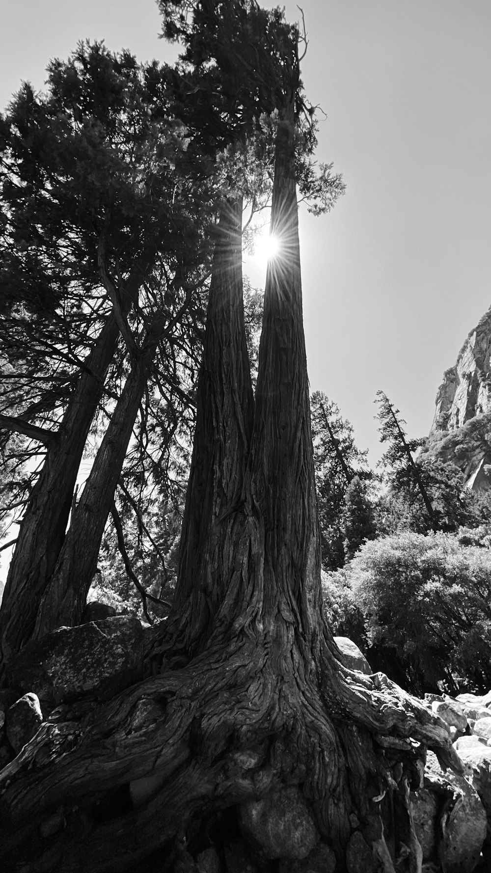 grayscale photo of tree on hill