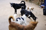 black and white short coated dogs