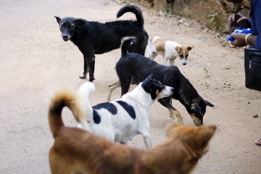 black and white short coated dogs