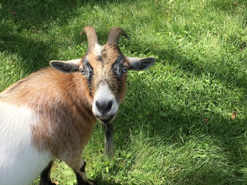 A goat stands on lush green grass, looking directly at the camera with its head slightly tilted. The goat has a mix of brown, white, and black fur and curved horns, with piercing blue eyes that stand out.