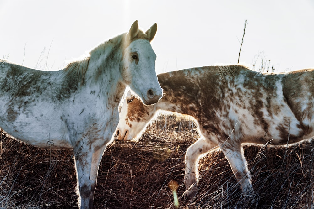 brown and white horse on brown grass field during daytime