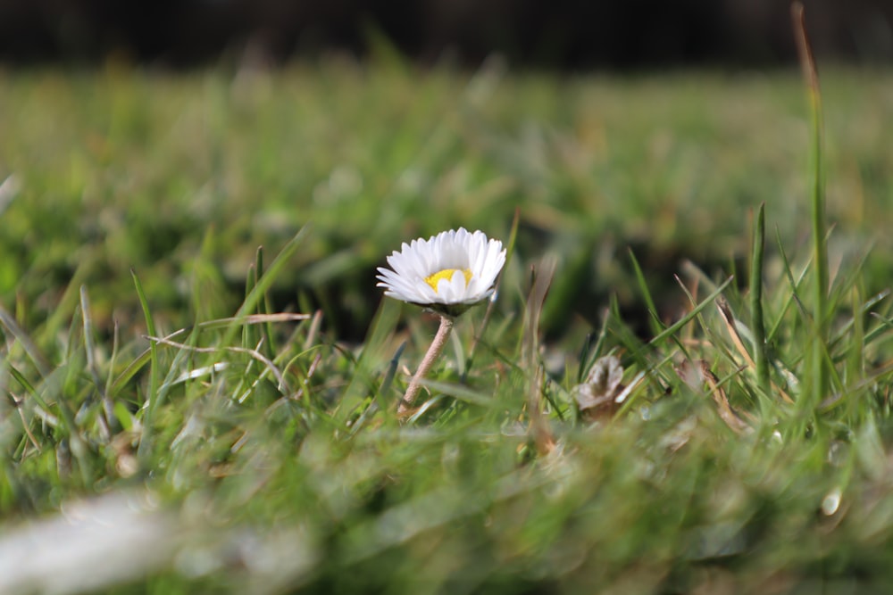 white daisy in bloom during daytime