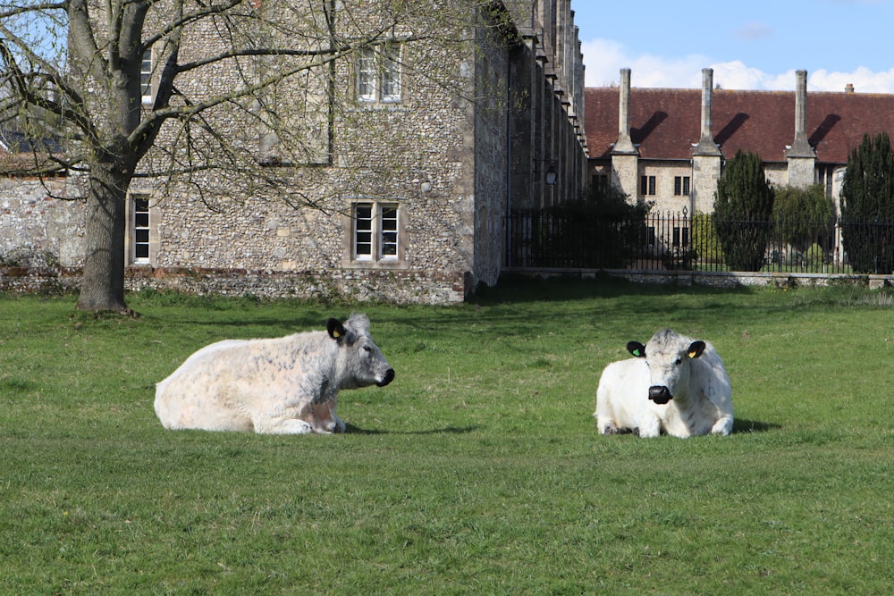 white sheep on green grass field near brown concrete building during daytime