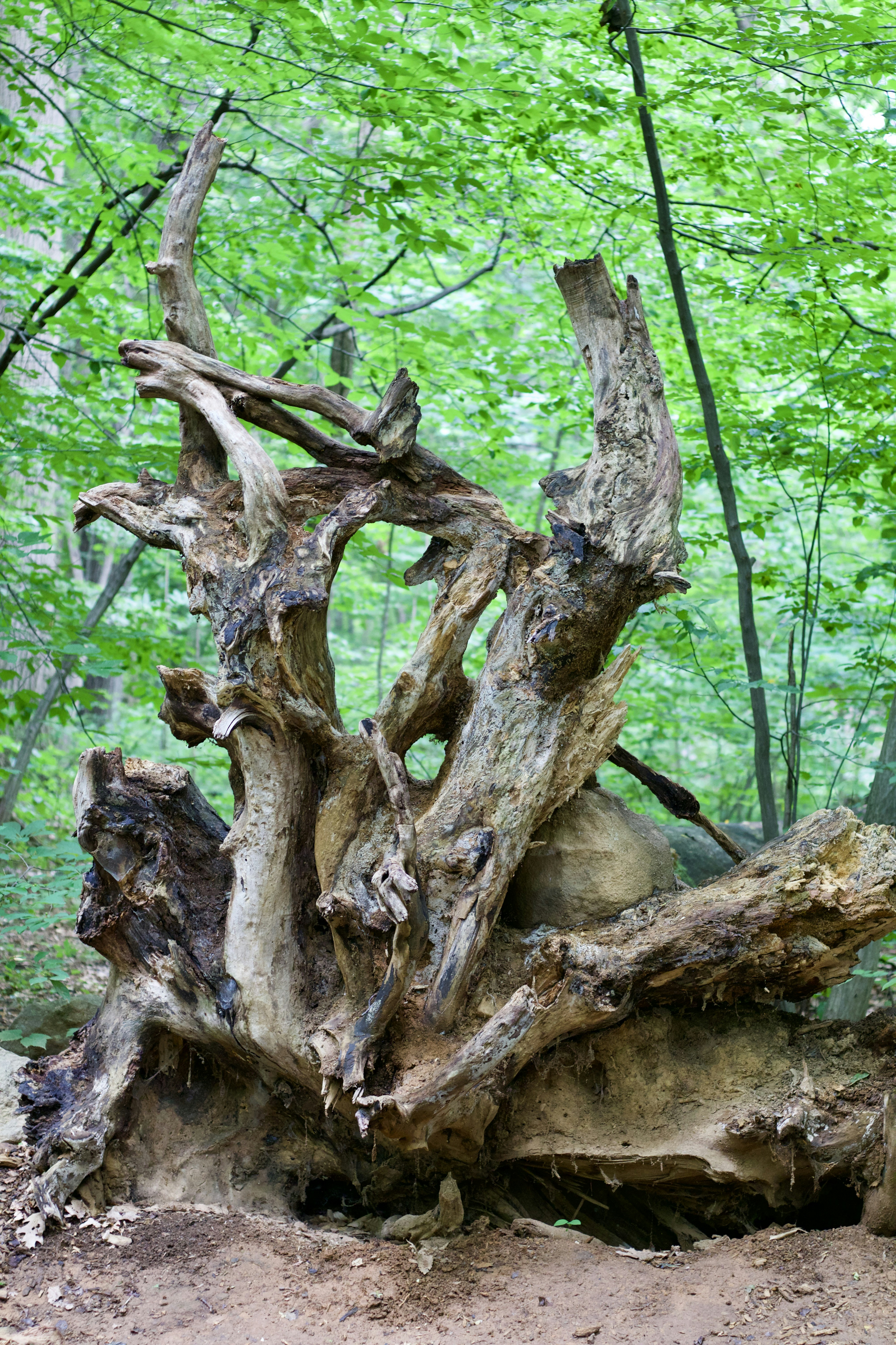brown tree trunk during daytime