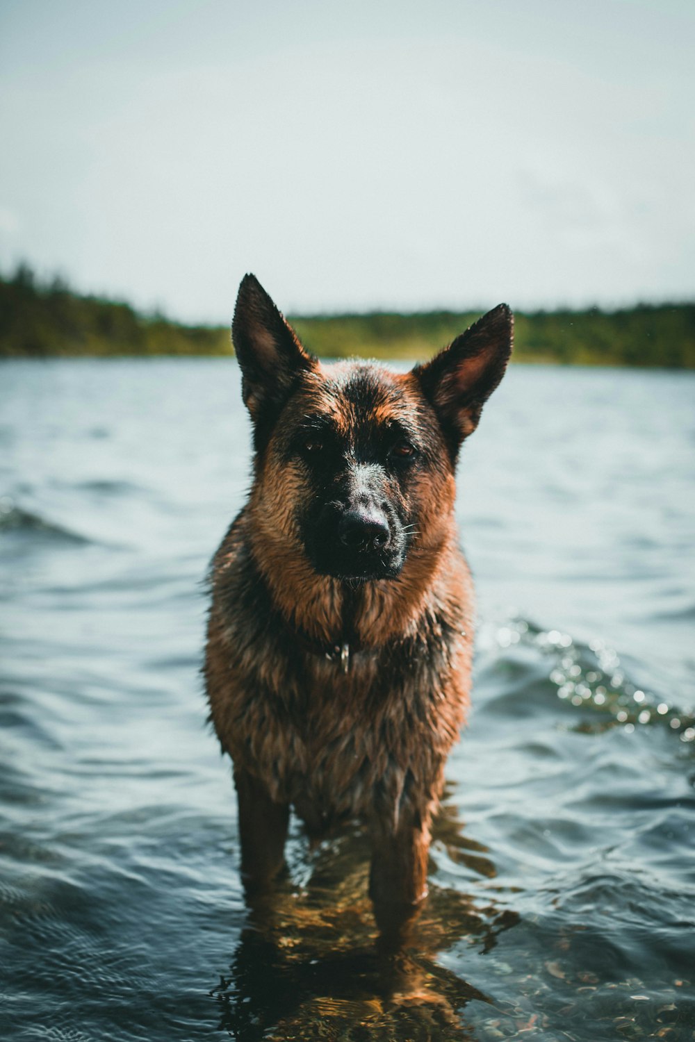 brown and black german shepherd on water during daytime