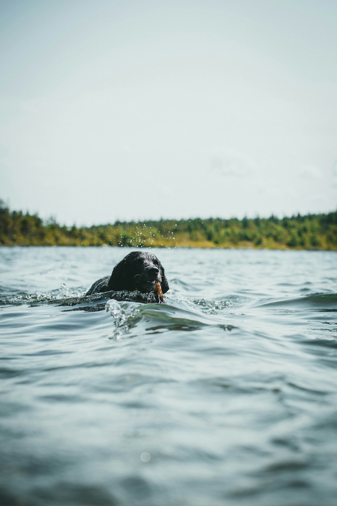 black labrador retriever in water during daytime