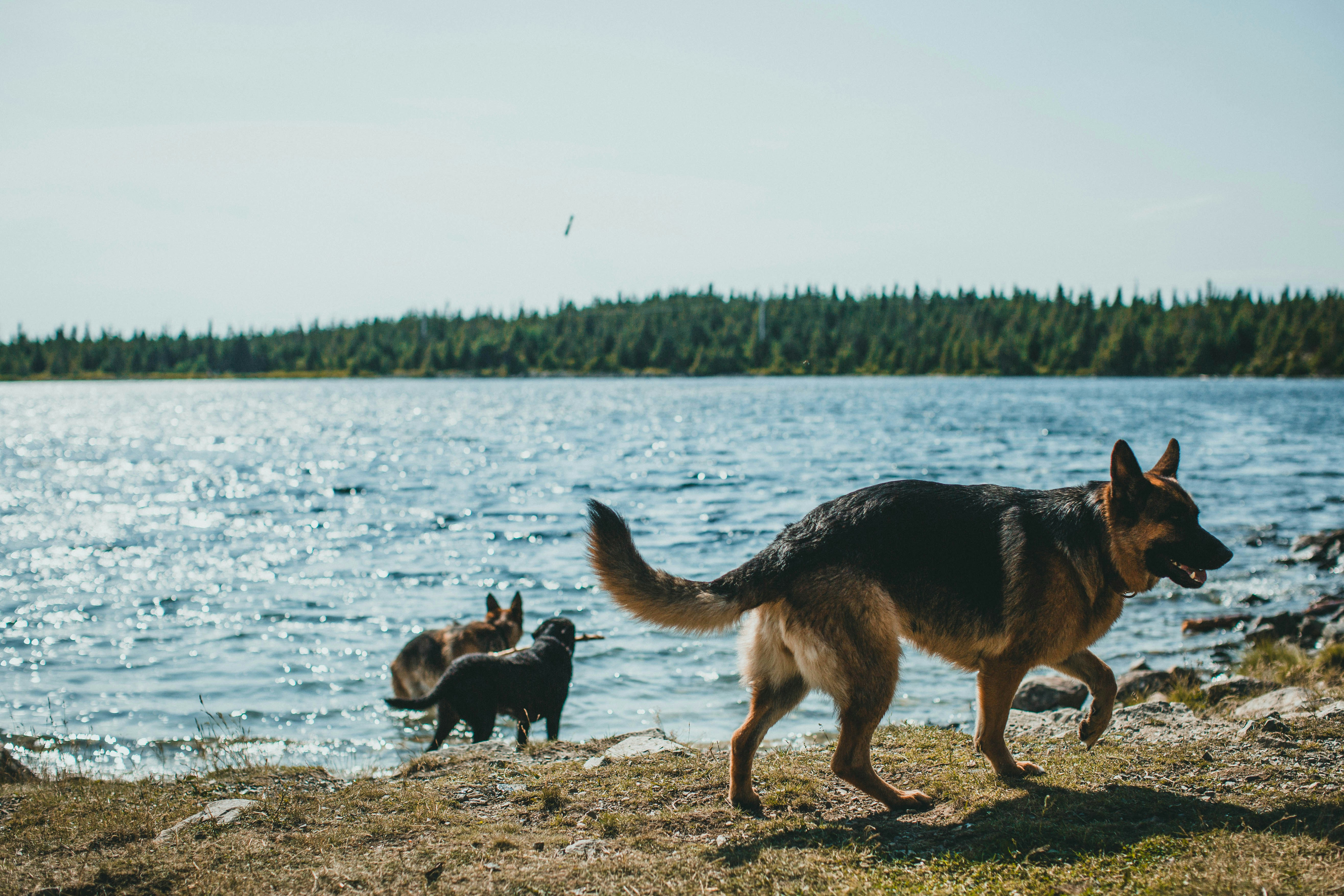 Dogs enjoying a summer festival with their owners