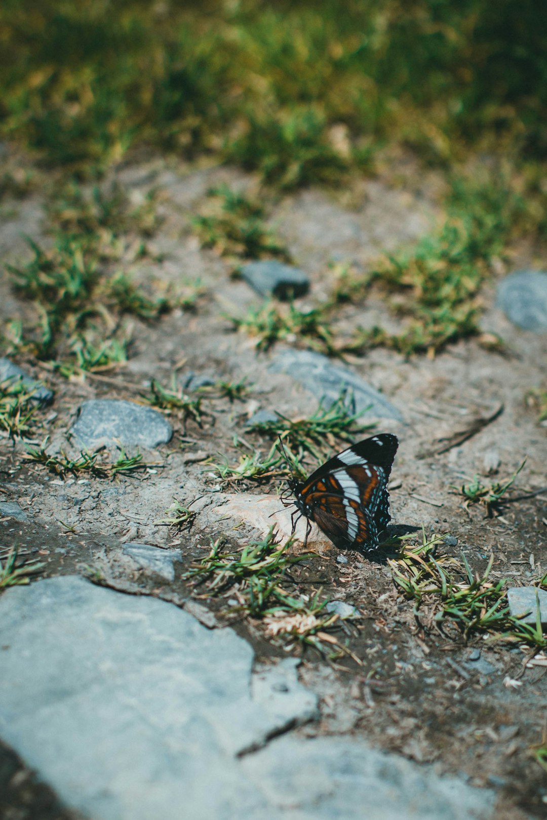 black and brown butterfly on gray concrete floor during daytime