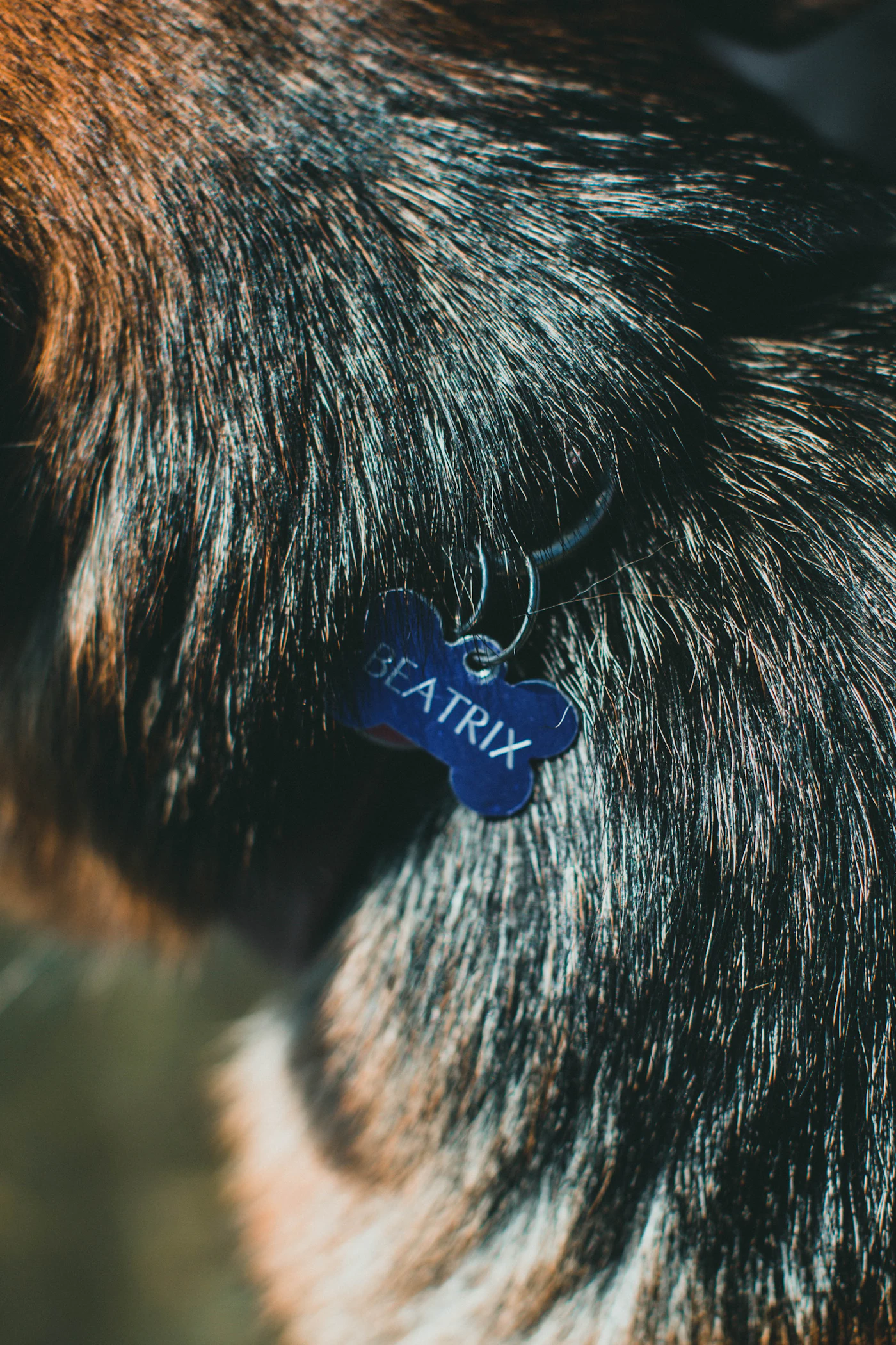 Close view of a blue and white collar fitted around a dog