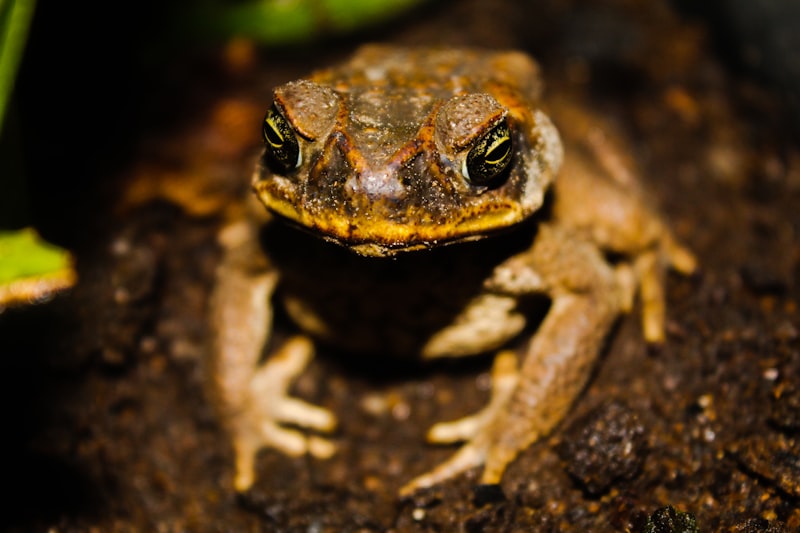 brown frog on brown wood