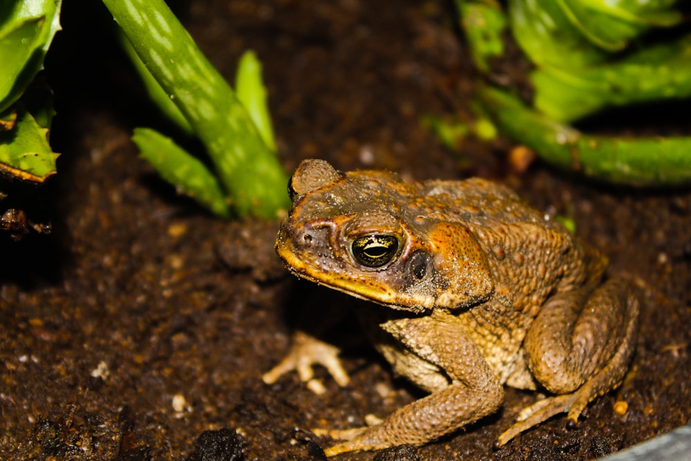 brown frog on brown soil