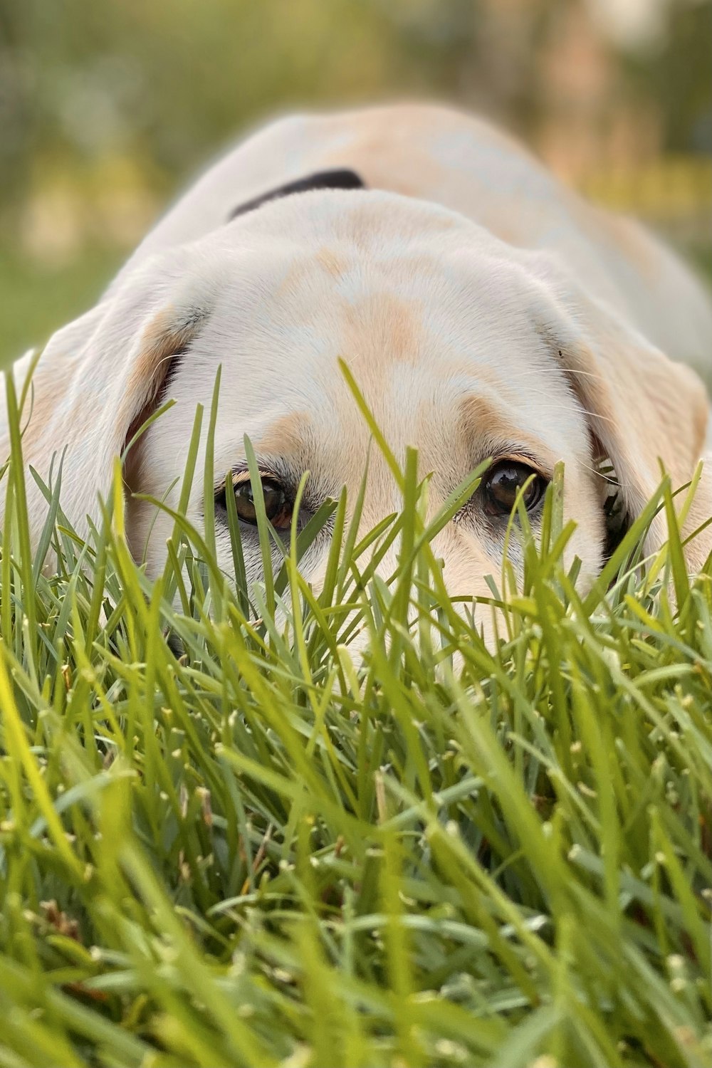 white short coated dog on green grass during daytime