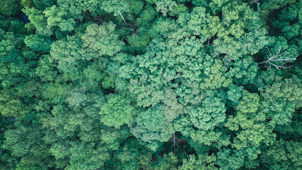 árvores verdes na floresta durante o dia