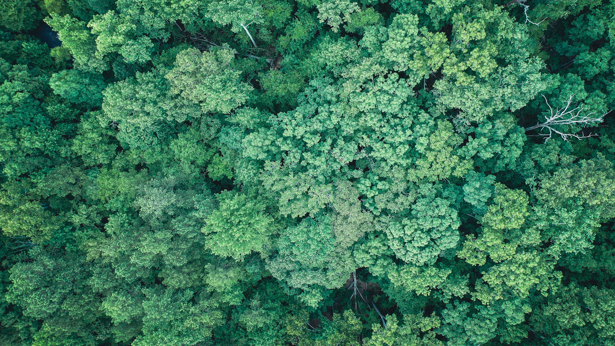 Top-down aerial of dense forest canopy