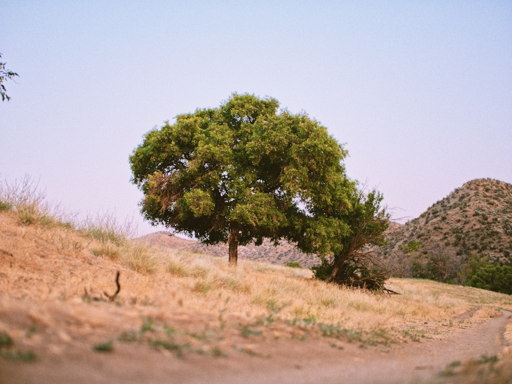 árvore verde no campo marrom durante o dia