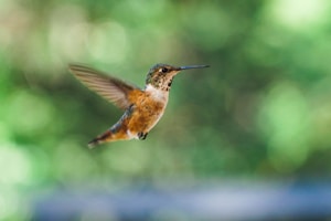 A hummingbird flutters mid-air, displaying its vibrant feathers in shades of orange and green. The background is softly blurred with green and blue hues, enhancing the bird's delicate and intricate features.