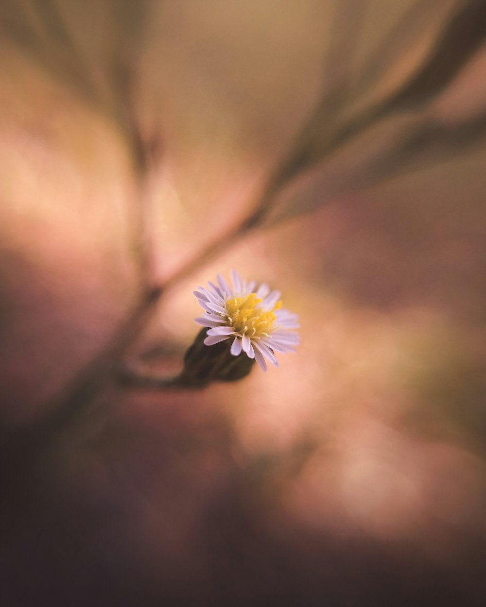 flor branca e amarela na lente tilt shift