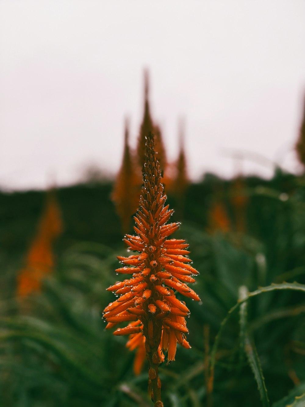 brown leaf in tilt shift lens