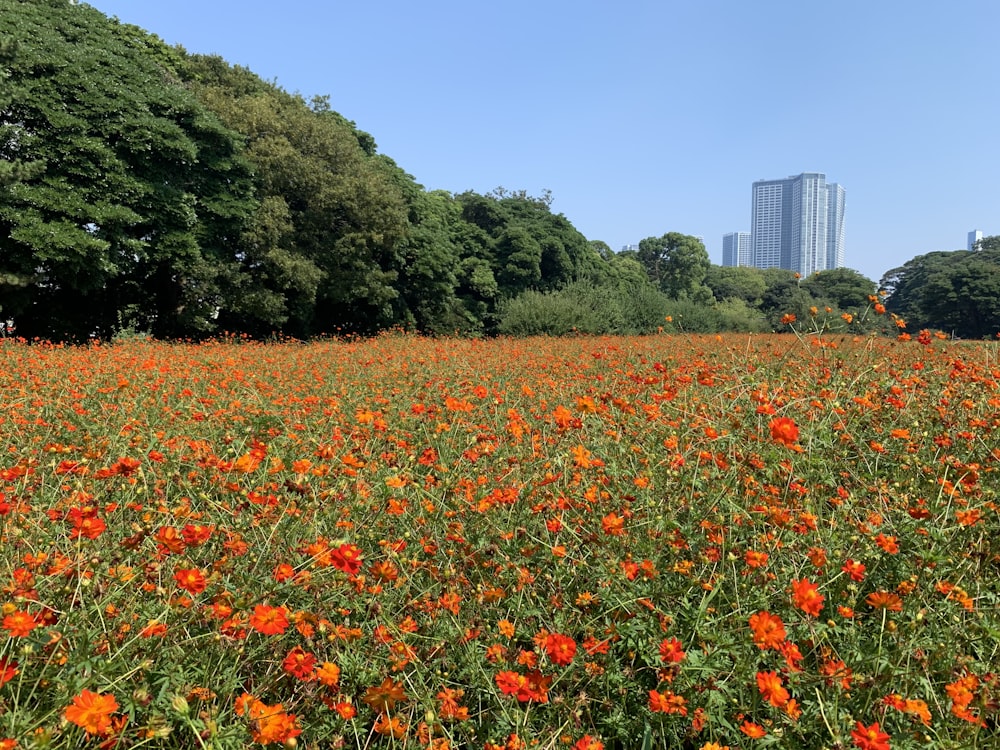 red flower field during daytime