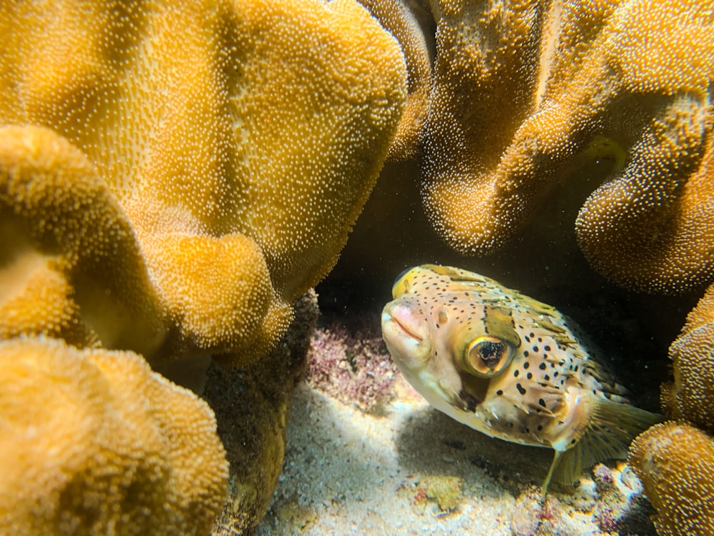 サンゴ礁のサンゴに隠れているフグ