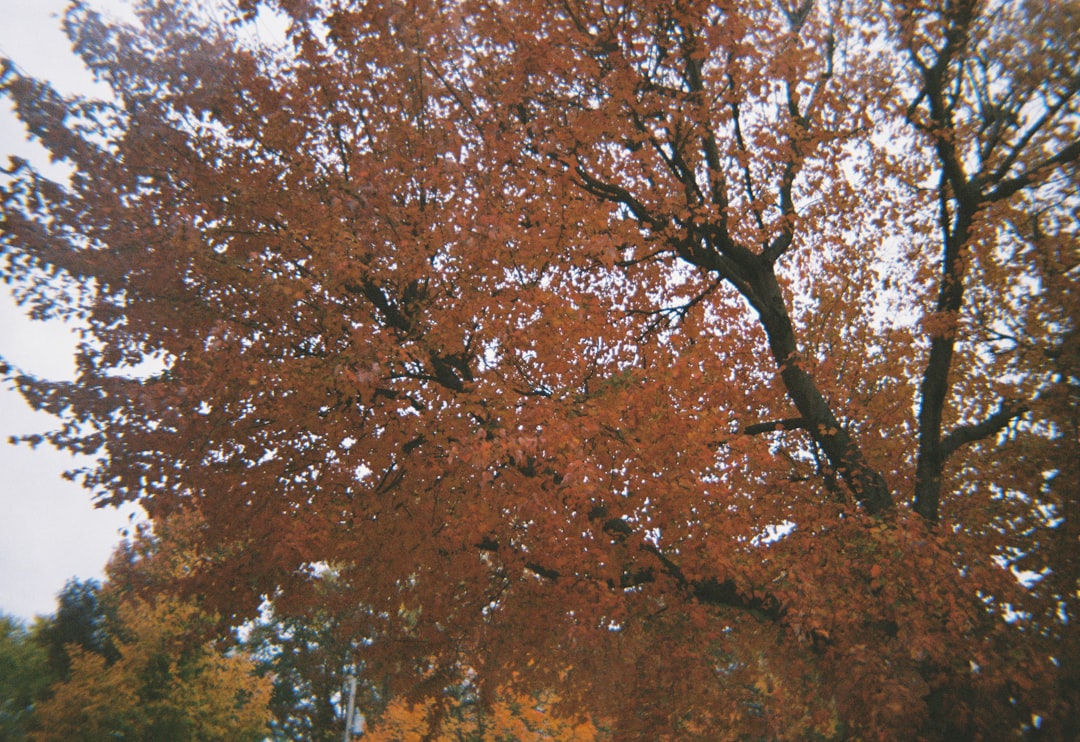 brown leaf trees during daytime