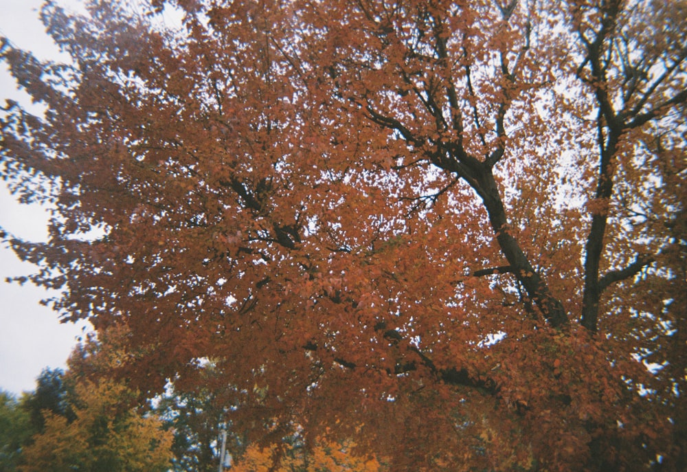 brown leaf trees during daytime