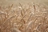 Brown wheat field during daytime
