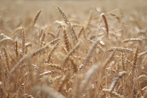 Brown wheat field during daytime