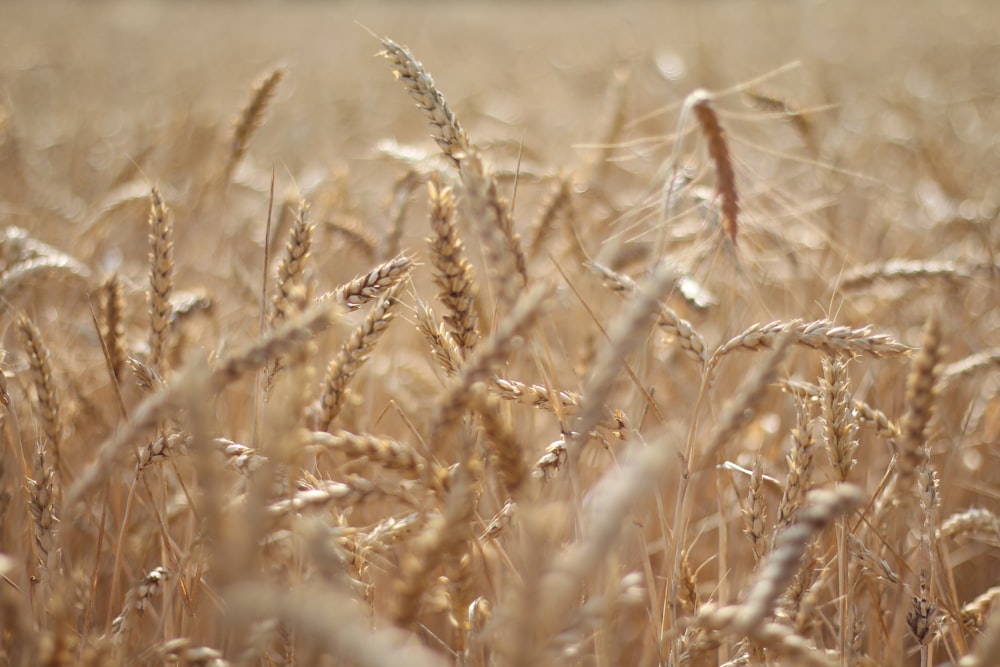 brown wheat field during daytime