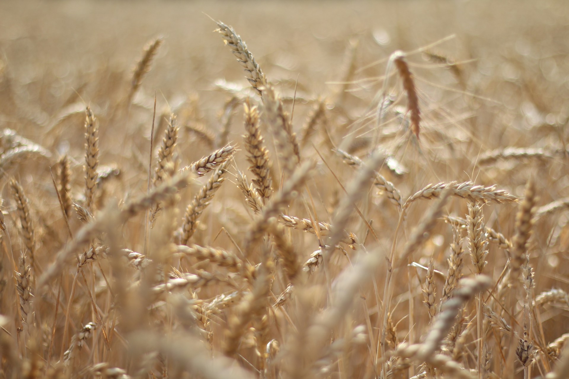 brown wheat field during daytime