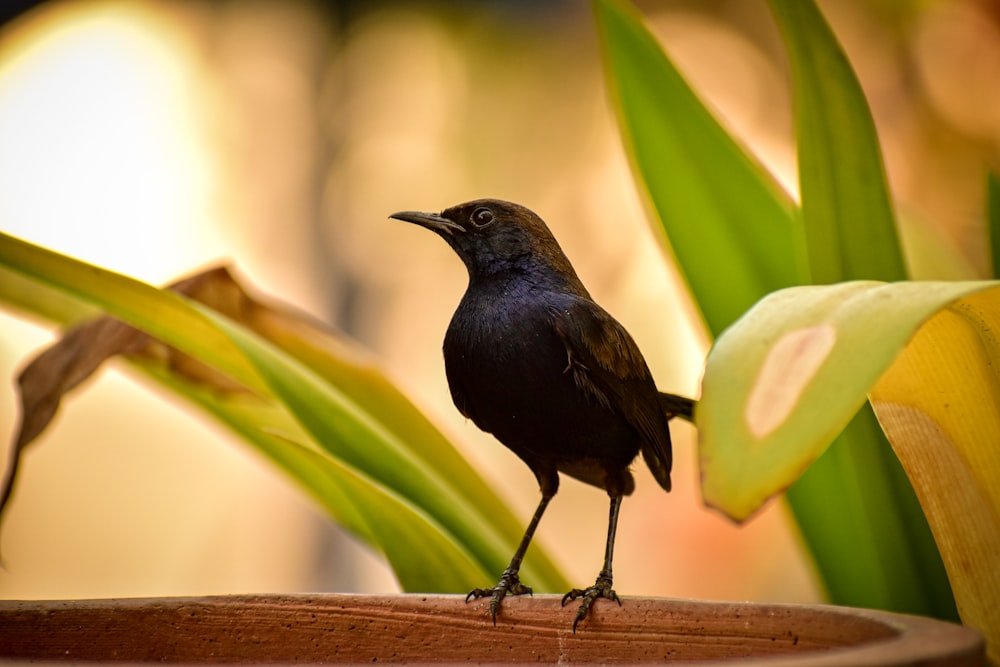 black bird on green leaf