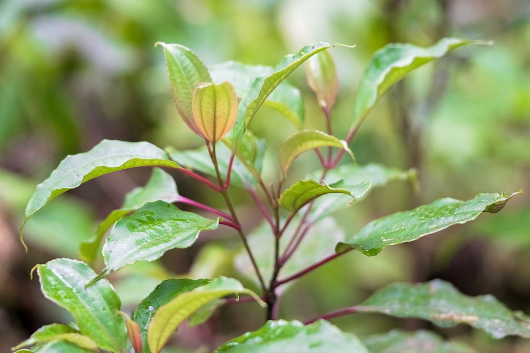 green and yellow leaf plant