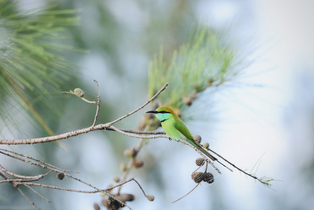 green and white bird on brown tree branch during daytime