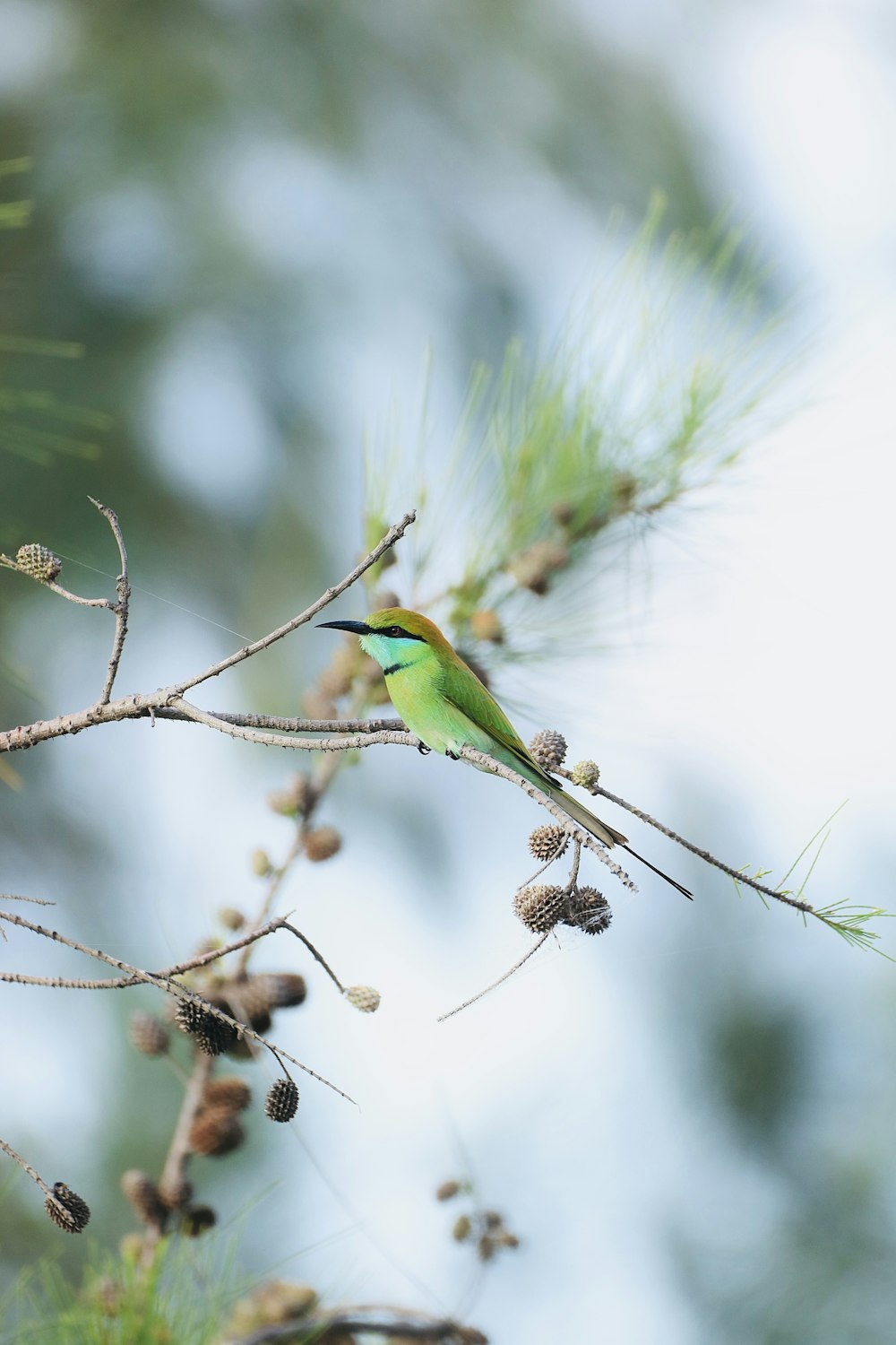 green bird on brown tree branch during daytime