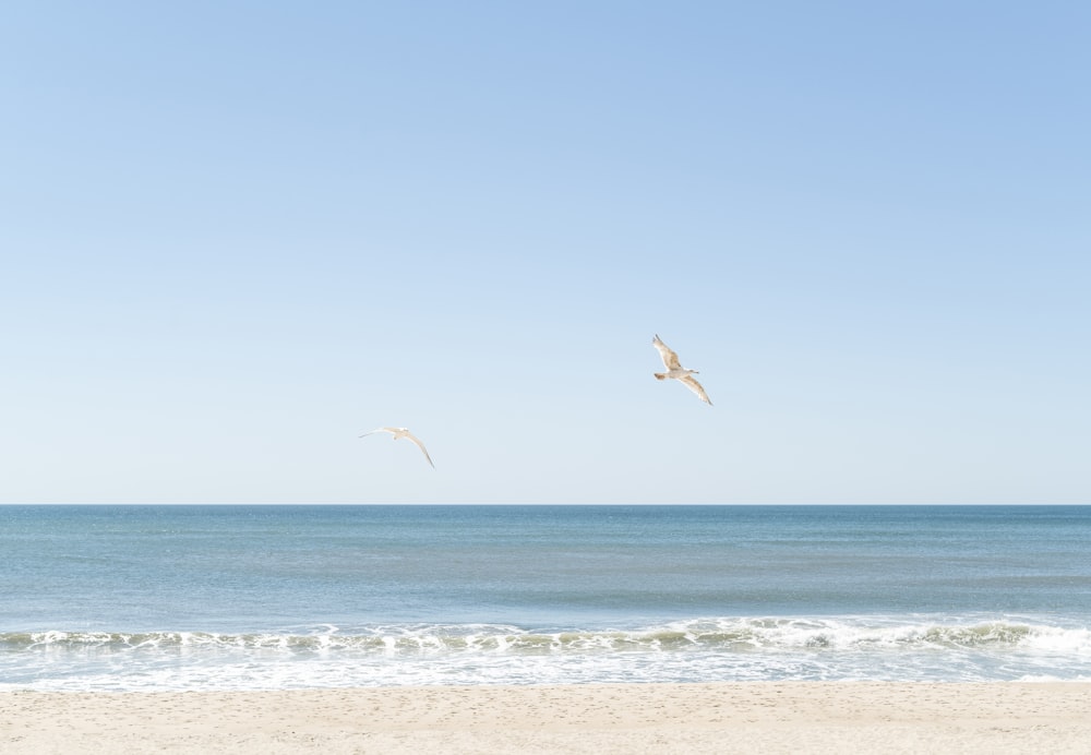 Vögel, die tagsüber über das Meer fliegen