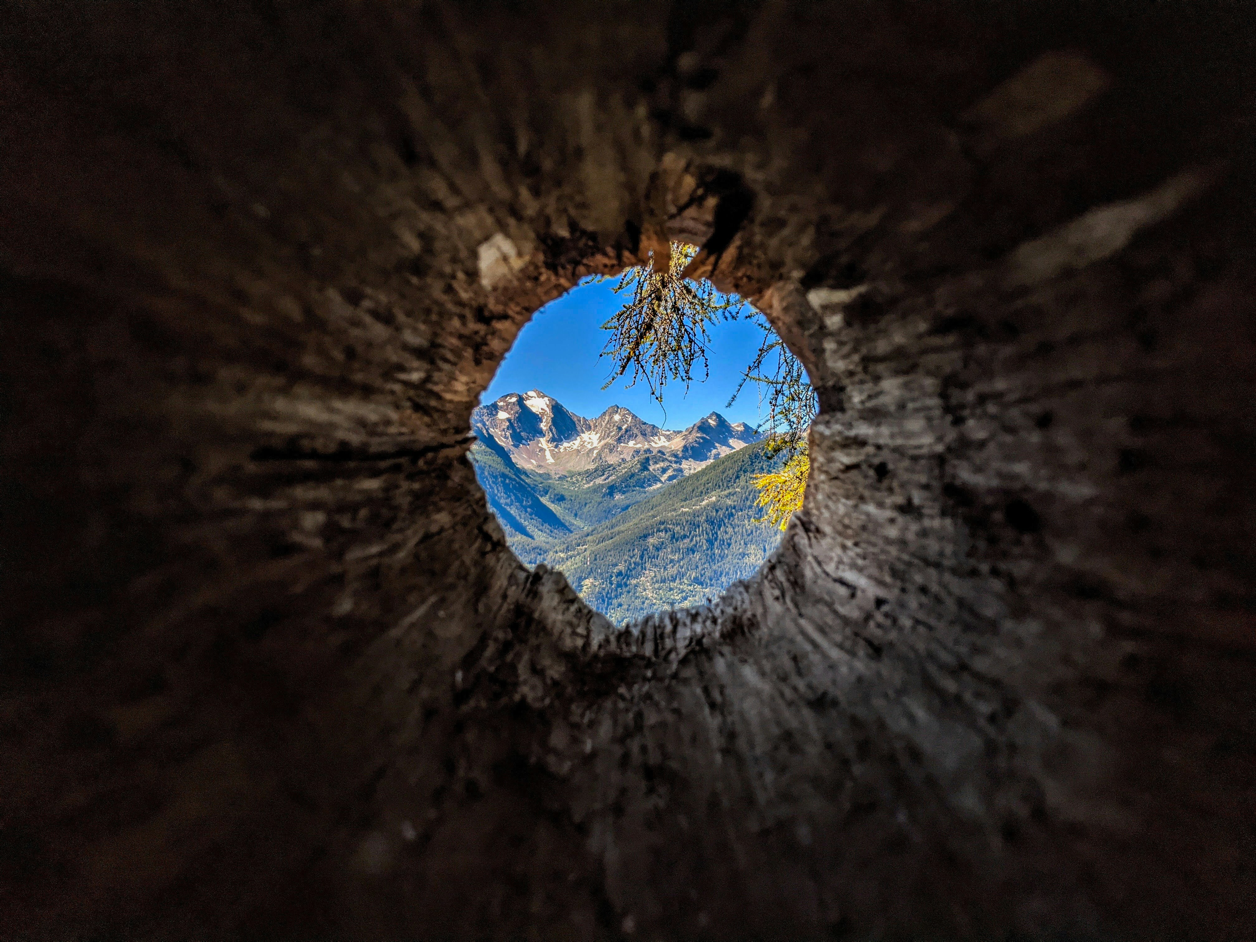 blue and white snow covered tree