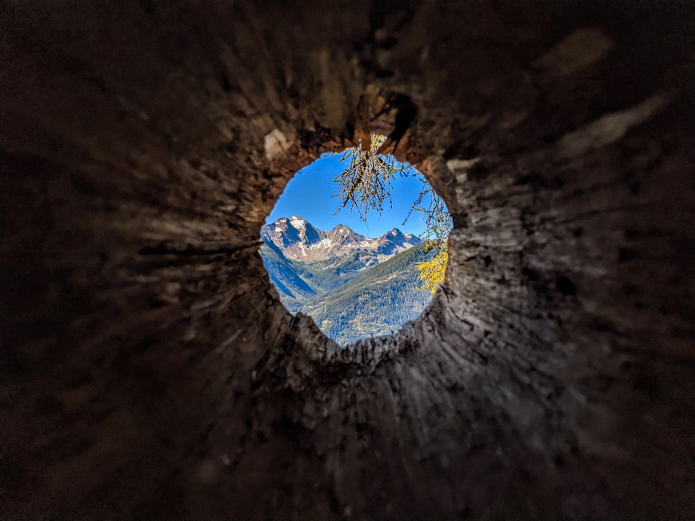 albero coperto di neve blu e bianca