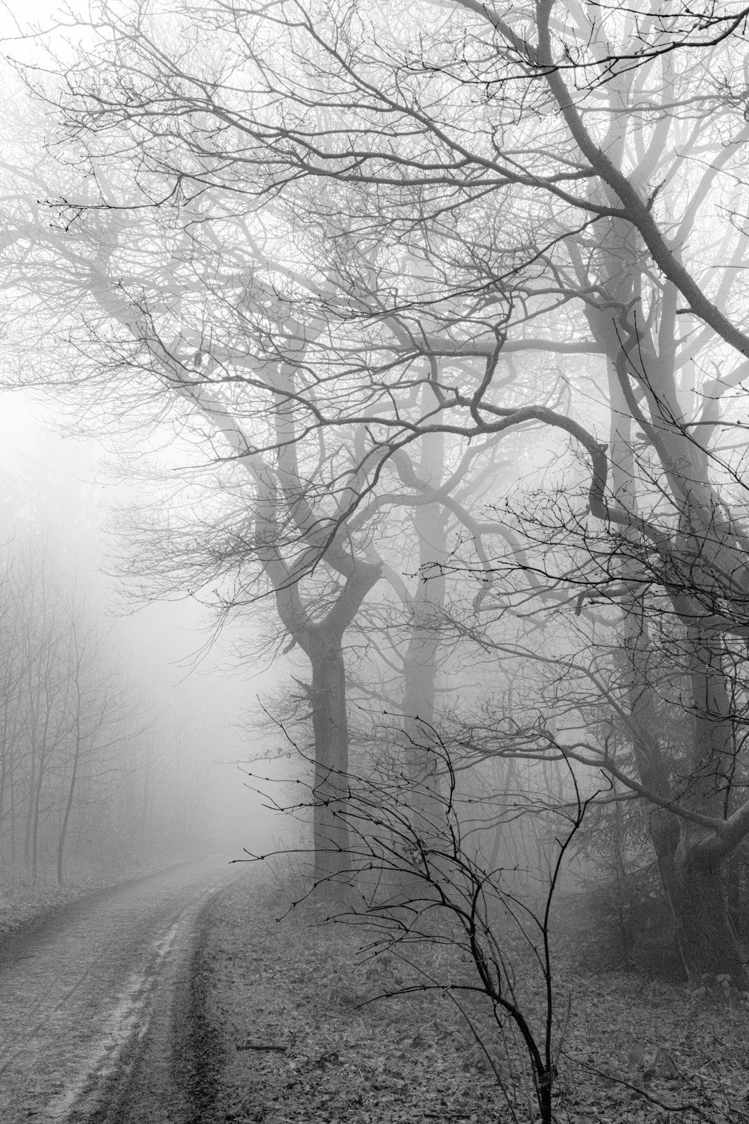 grayscale photo of bare trees