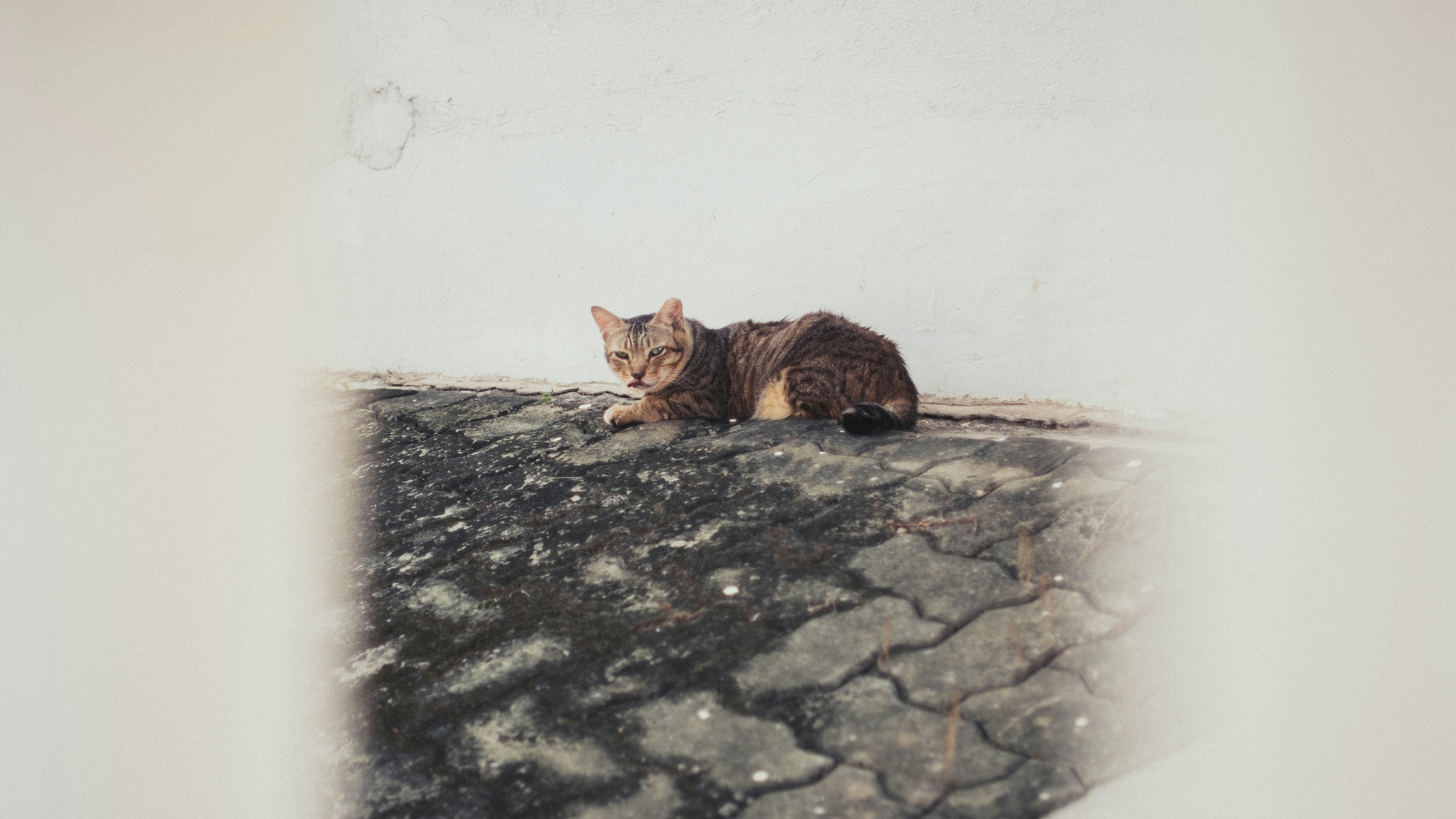orange tabby cat lying on ground