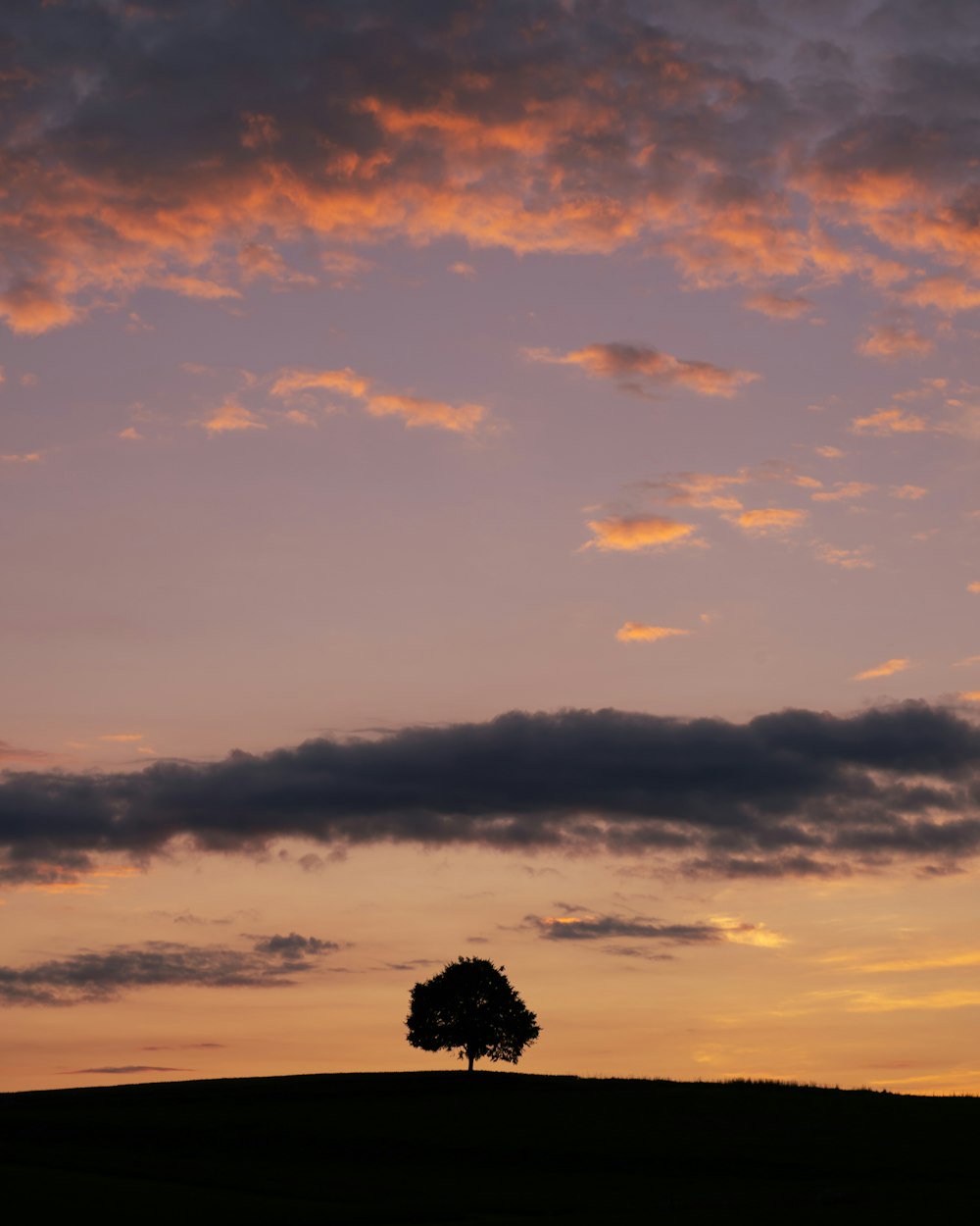 silhouette of tree during sunset