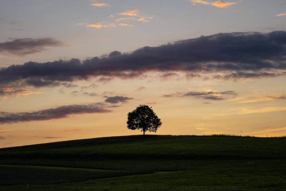 green tree on green grass field under cloudy sky during daytime