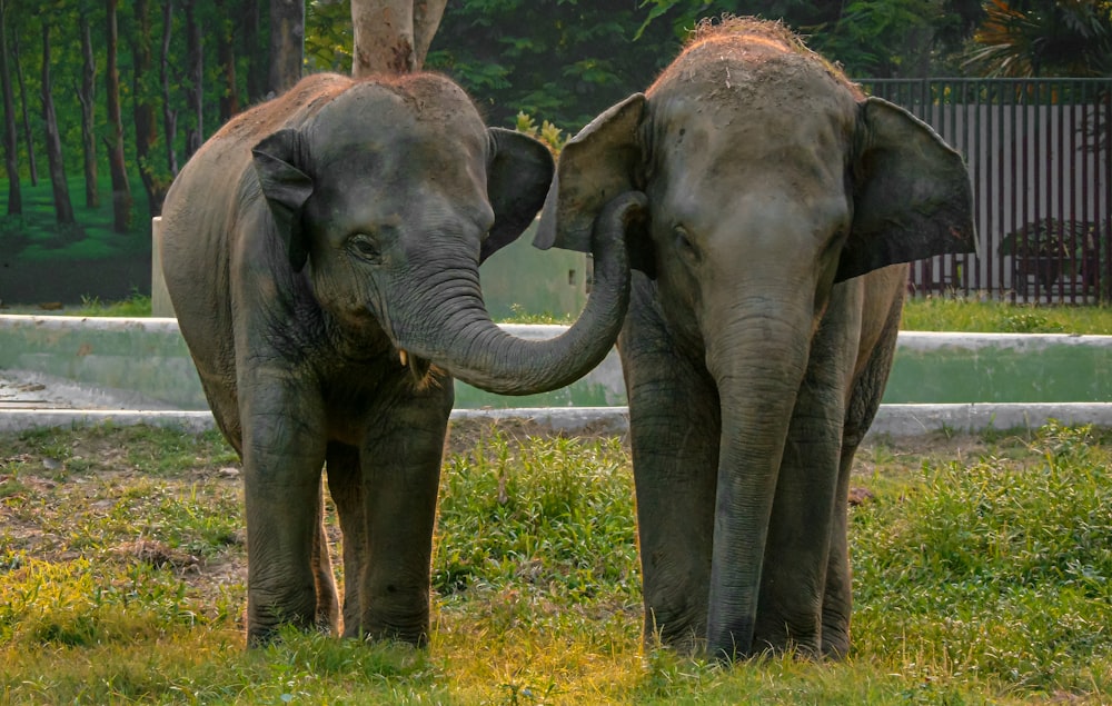 grey elephant on green grass during daytime