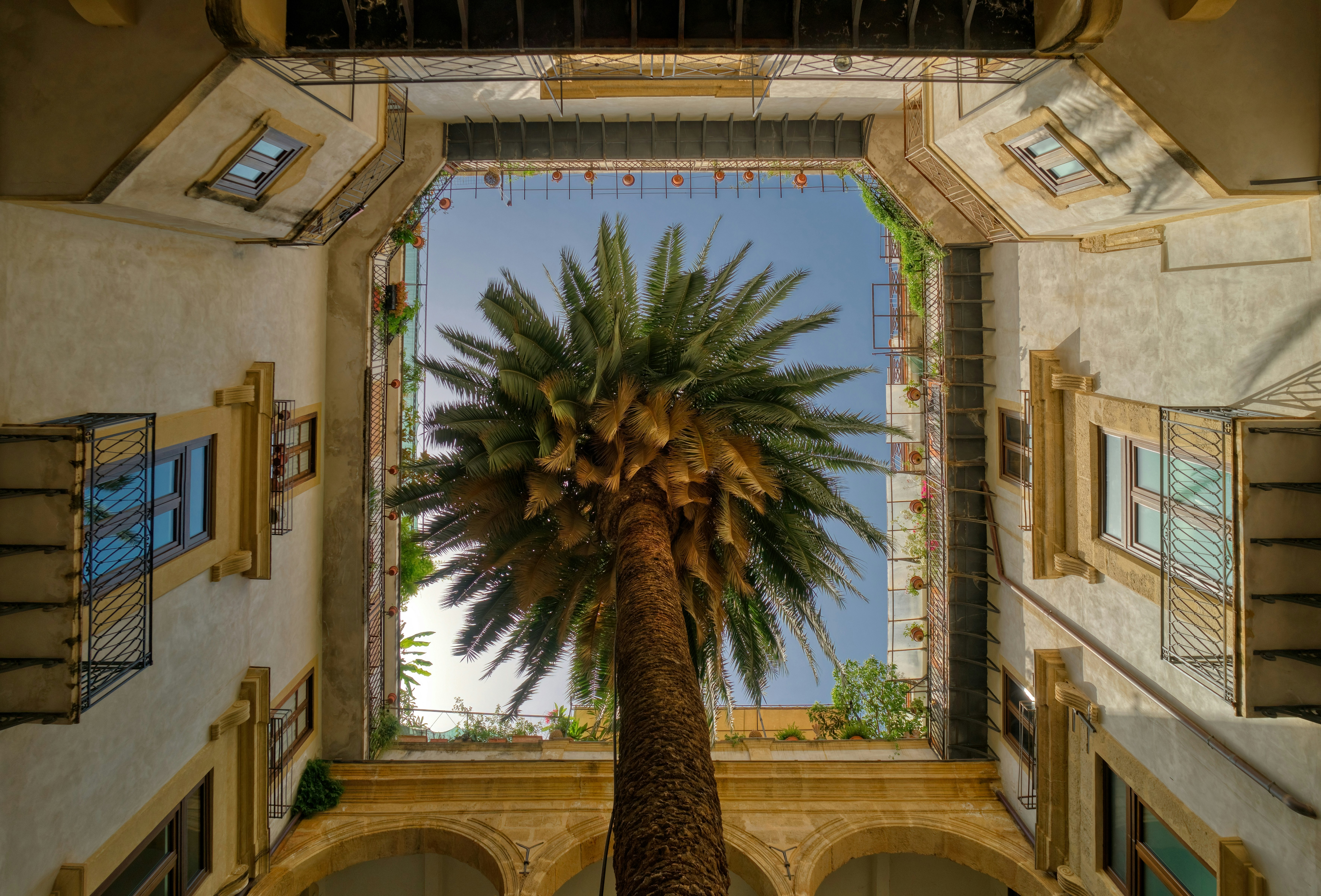 green palm tree in the middle of the building, The palm