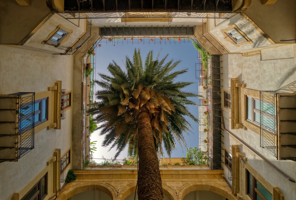 green palm tree in the middle of the building