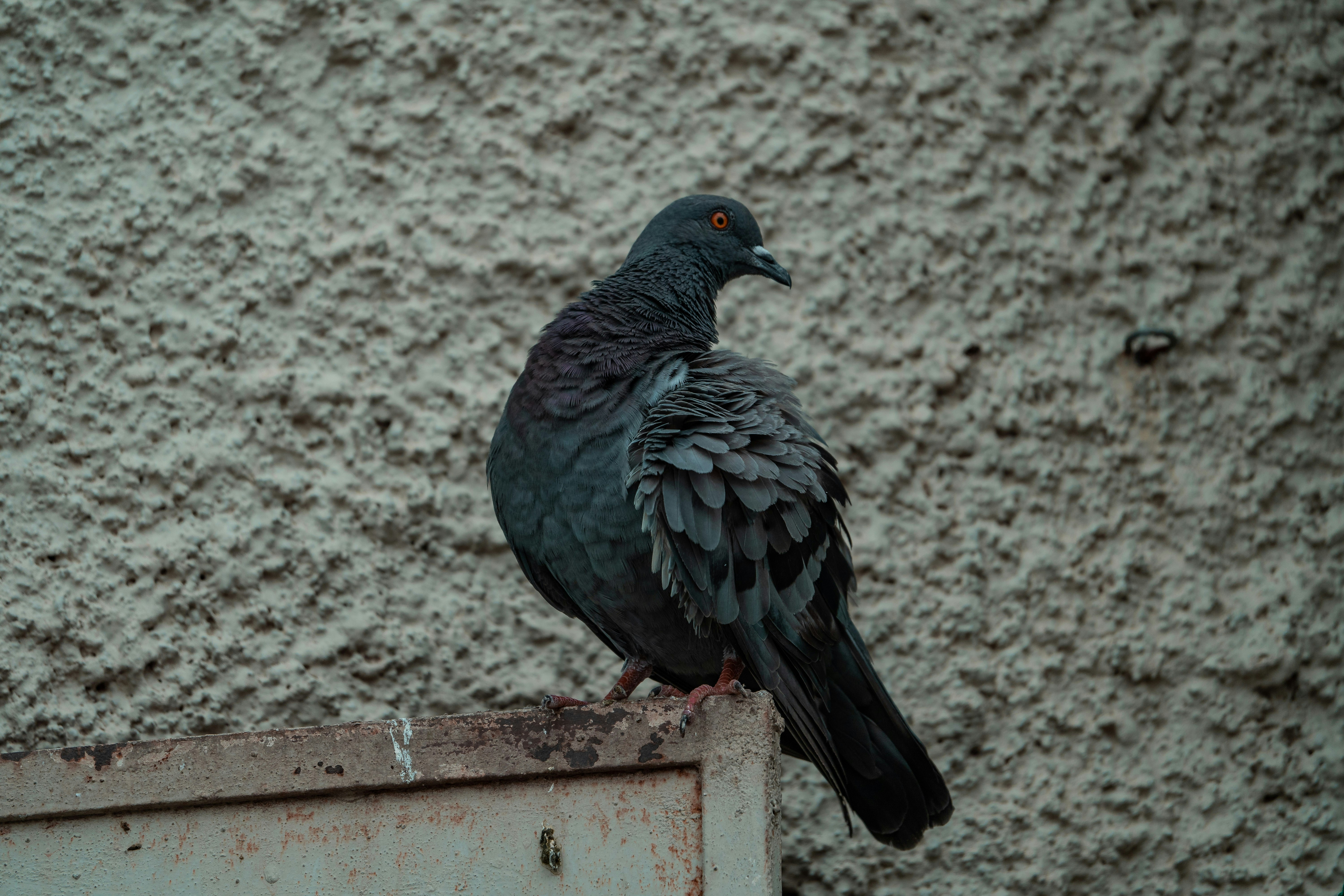 schwarzer Vogel tagsüber auf weißem Holzzaun