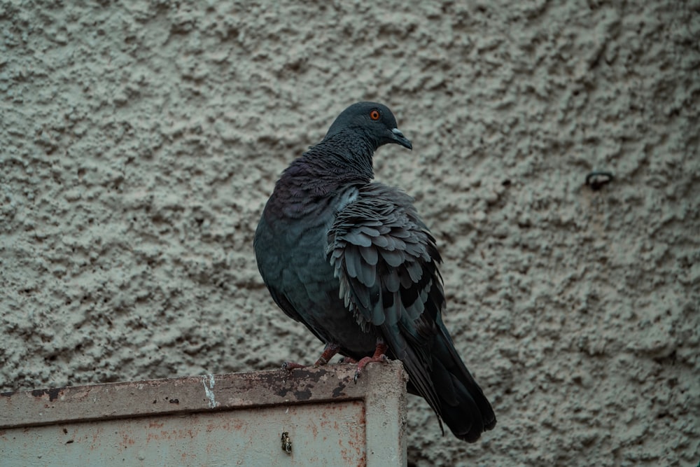 uccello nero su recinzione di legno bianca durante il giorno