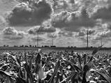 A farmer inspecting crops with wind turbines in the distance.