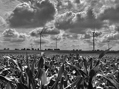 A farmer inspecting crops with wind turbines in the distance.